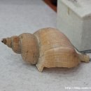 아름횟집