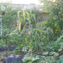 (주)홍천사료 이미지