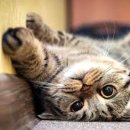 펫친구(48고4456) | 헤어볼 토 놀라지 마세요 집사님!