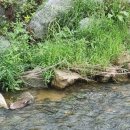 두둥실 청둥오리 이미지