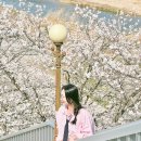 세종고등학교 | 2026 벚꽃개화시기 국내여행 가볼만한곳 충남 세종 조치원 서산 제주도