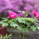 모란이피기까지 이미지