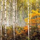 자작나무 숲 이미지