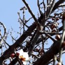 꽃이될개 이미지