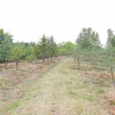 하이마로 이미지