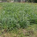 영평농장 이미지