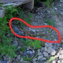 장화농장5 이미지