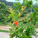 도담셀프주유소 이미지