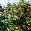 부적농협주유소 이미지