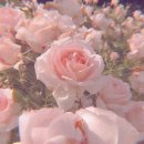 훈훈한 과일 중동 | 오르메 (ORMAIE PARIS) - 당신의 마음에 오르메를 심으세요