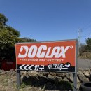 도그카페 | 제주 조천 수영장 있는 애견카페 도그렉스 후기(+너티포비 강아지 샴푸)