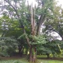 나무의꿈 이미지