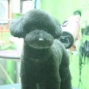 코지펫살롱 이미지