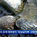 한국의 담수패류(민물조개)의 종류 이미지
