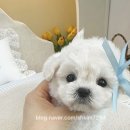 부산강아지분양 퍼피몰리 | 부산강아지분양 퍼피몰리에서 미니비숑 보고 심쿵했어요!