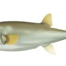 순이참복 이미지