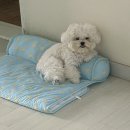 까르네 펫살롱 이미지