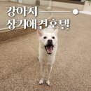 베버리 독스 이미지