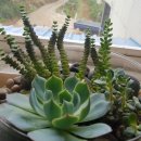 미현농장 이미지