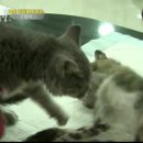 낭만고양이 이미지