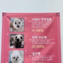 단추펫살롱