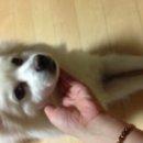 초코네 애견샵 네이버블로그