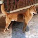 진도개 사랑 이미지