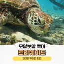 세부 모알보알 스노클링 투어 가이드 거북이 정어리떼 트리쉐이드 후기