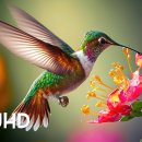 Colorful Birds in 4K - Planet Earth 4K | 이미지