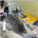 고양이 무마취 미용 냥털도둑 이미지