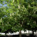 마로니에 이미지