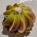 도연제