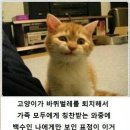 야옹야옹 이미지