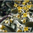 감람농장 이미지