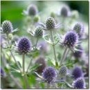 에린지움(Eryngium)~~~ 꽃말;비밀스런 애정 이미지