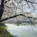 읍성 주차장 화장실 | [ 실시간] 당진 골정지 벚꽃 면천읍성 군자정 벚꽃 4월 11일 개화 실시간