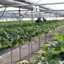 진자농장 이미지