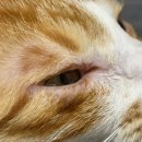 푸른별안과동물병원 이미지