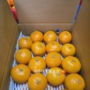 착한농부한우농장 | [공지] 레드향 천혜향 설선물 어멍똘농장 후기 이벤트