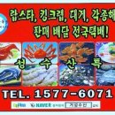 ＜판매완료＞ 킹크랩선어/브라운 킹크랩선어 두마리 2,8키로 84,000원/ 브라운 킹크랩 한마리 2,2키로 77,000원. 이미지