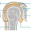 <참고> 유착성 견관절 낭염 이미지