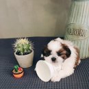 아이러브독 강아지 부천점 이미지