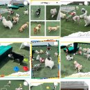 더 예쁘개 이미지