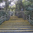 제주 천제연 난대림 이미지