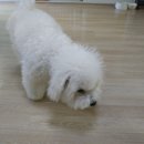 로이네 애견호텔 이미지