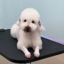 왈로하그루밍 이미지