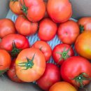 토마토 이미지