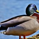 우수저류장 생활체육공원 | 서울 수영장 추천 올림픽수영장 올림픽수영장 시설 깔끔하고 수질 우수해요