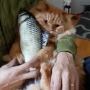 굿프렌즈동물병원 | 아빠집사와 함께한 몽실이 혈액검사, 그리고 짜장면(고양이 건강검진기 &amp; 짜장면)