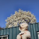 도전보건진료소 | 시흥 당일치기 글램핑 추천 베러스퀘어 캄포라 애견동반 바베큐 후기